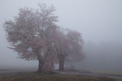 三本桜