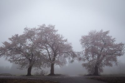 三本桜