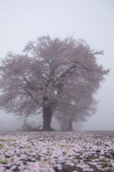 三本桜