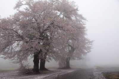 三本桜