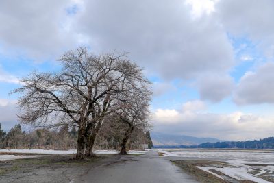 普段の三本桜