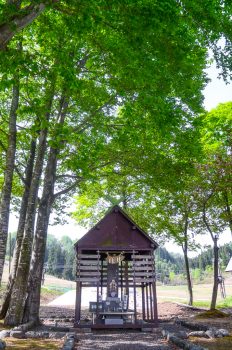 ブナ林-苗場神社