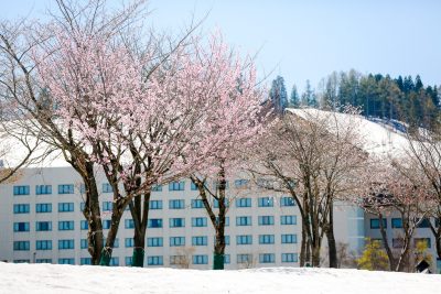 駐車場脇の桜